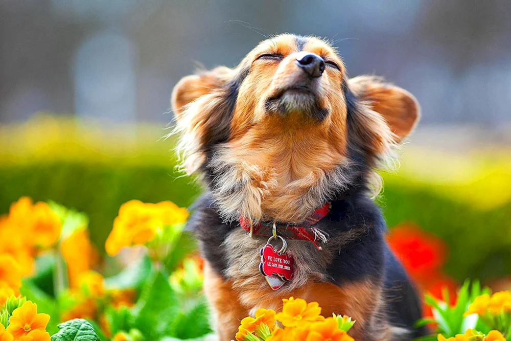 Cavalier King Charles Spaniel