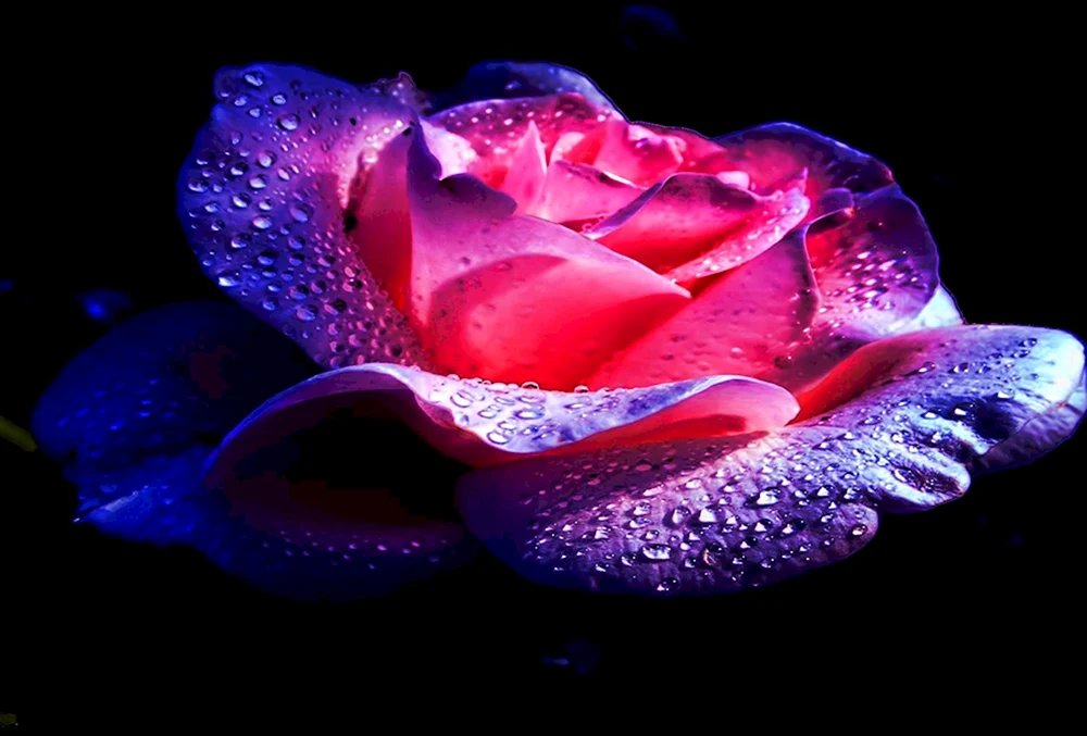 Schöne Blumen