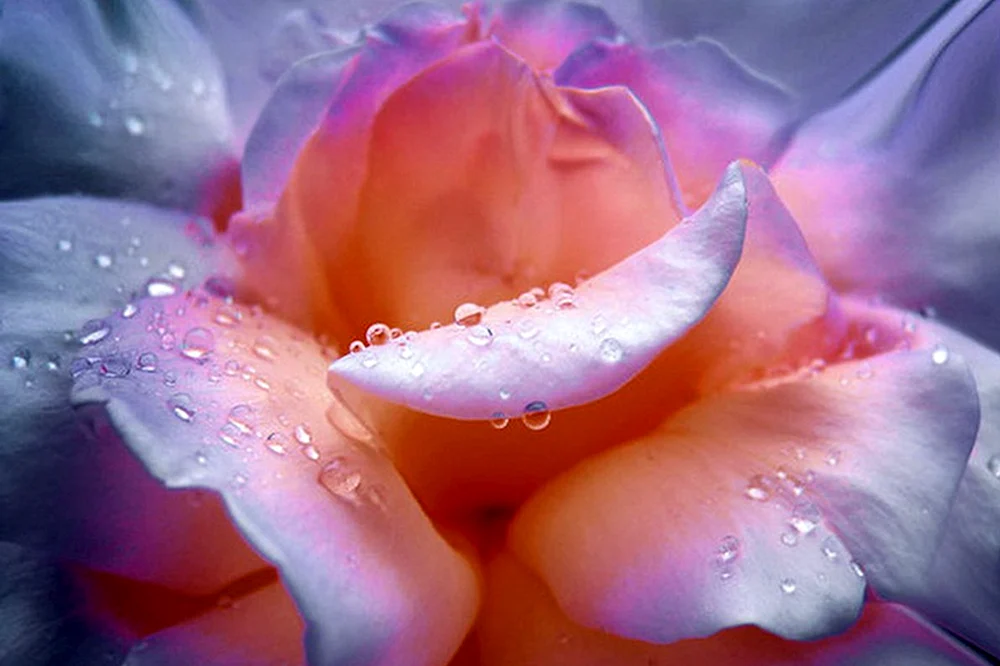 Zarte Liebe