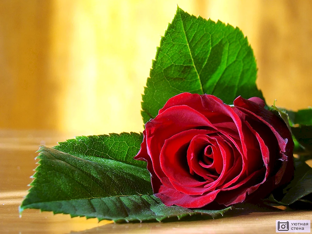 Rose Ivanhoe