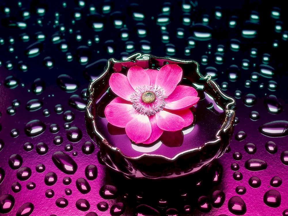 Mädchen mit einer Rose in den Händen
