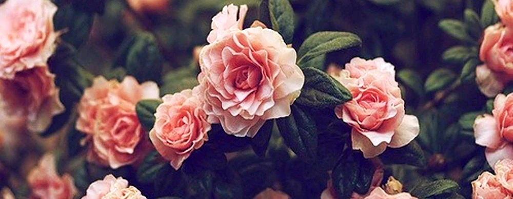 Rosa Blumen-Hintergrund