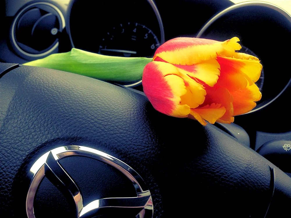 Blumenstrauß im Auto Blumen im Auto