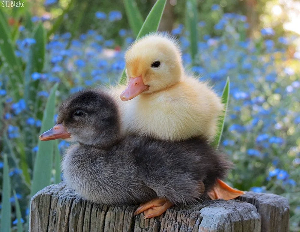 Hühner Entenküken Gänse