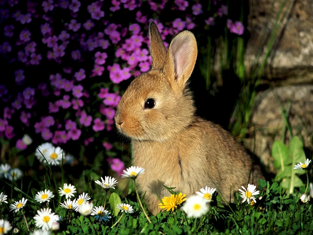 Häschen für kleine Hasen