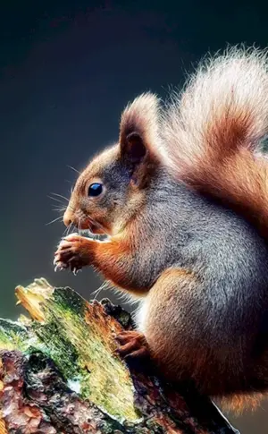 Schöne Tiere