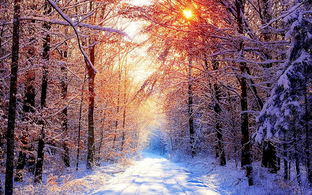 Winterbäume im Schnee