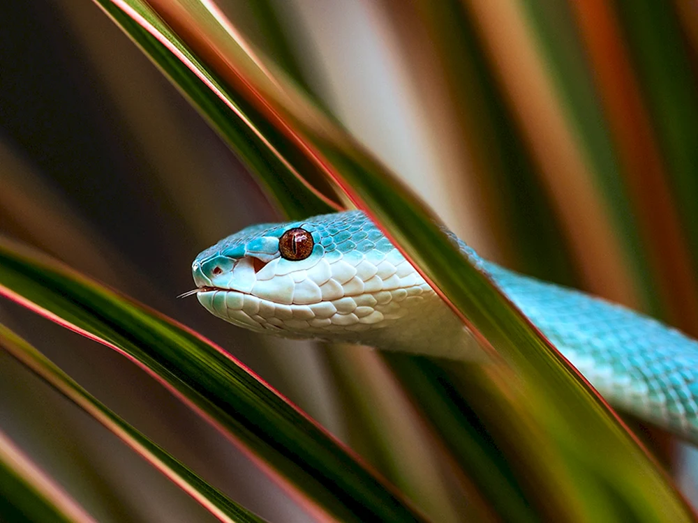 Taipan-Blaue Schlange