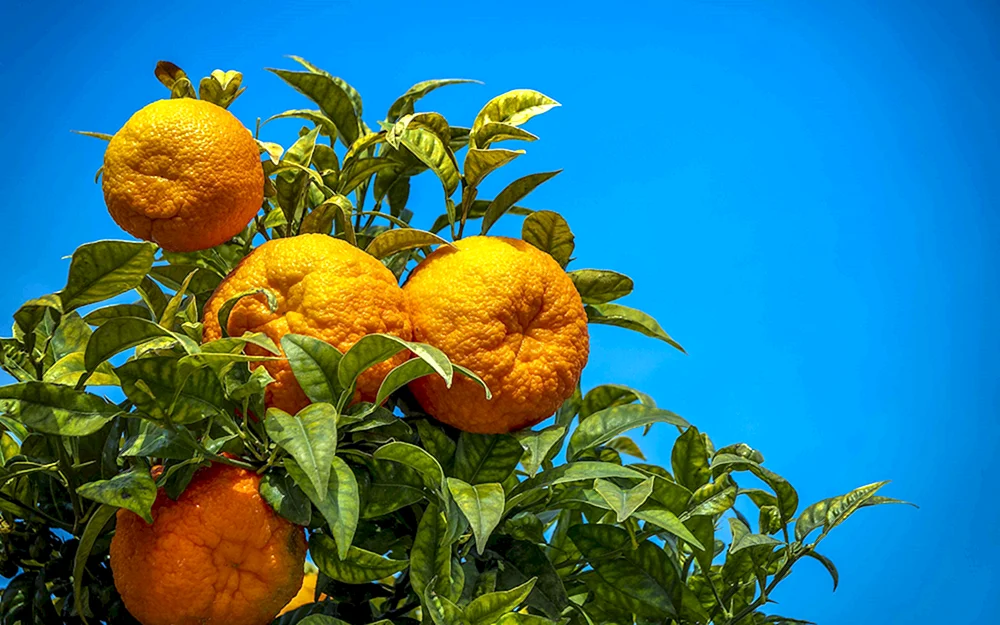 Mandarine orange