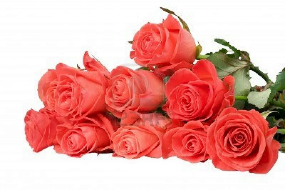 Rosenstrauß. Rose