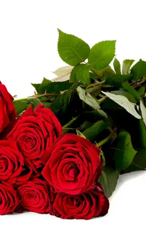 Schöner Rosenstrauß