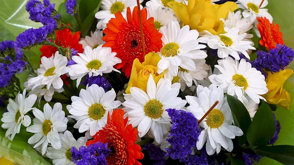 Osteospermum lila