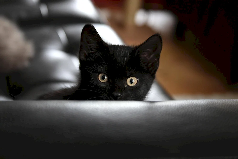 Schöne schwarze Katze