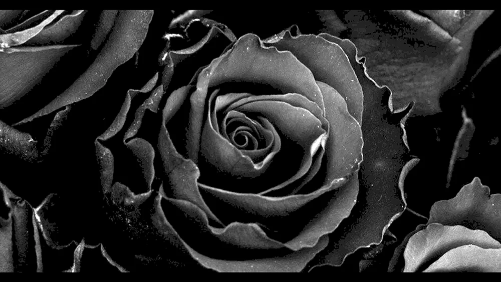 Rose Perle Noir