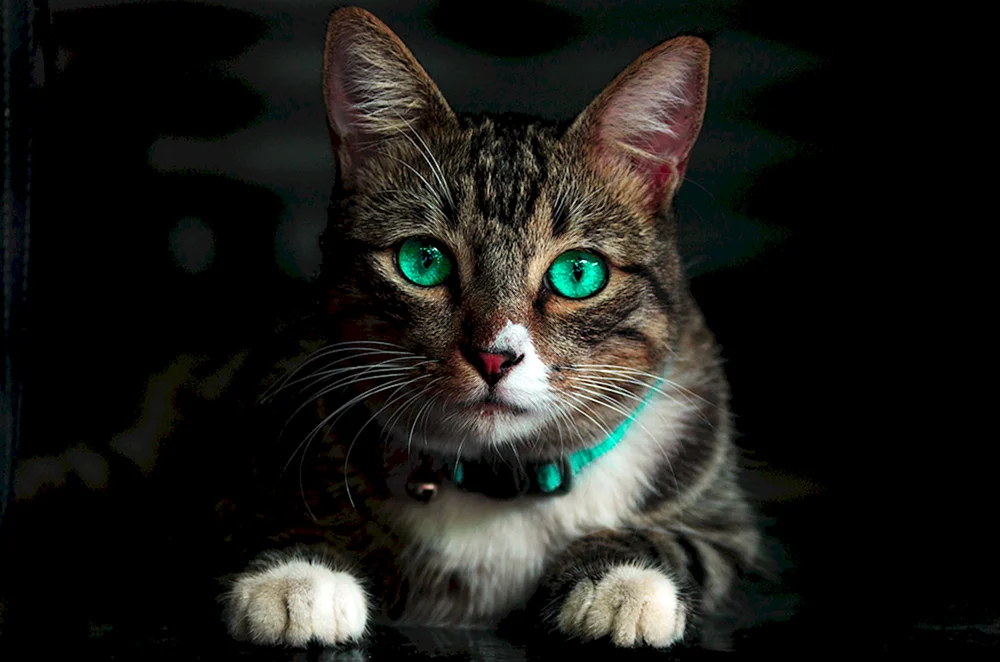 Schöne Katze