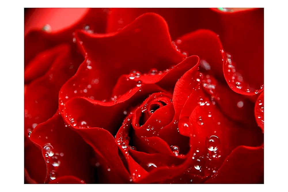 Rose Rote Rose