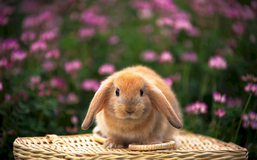 Schönes Kaninchen