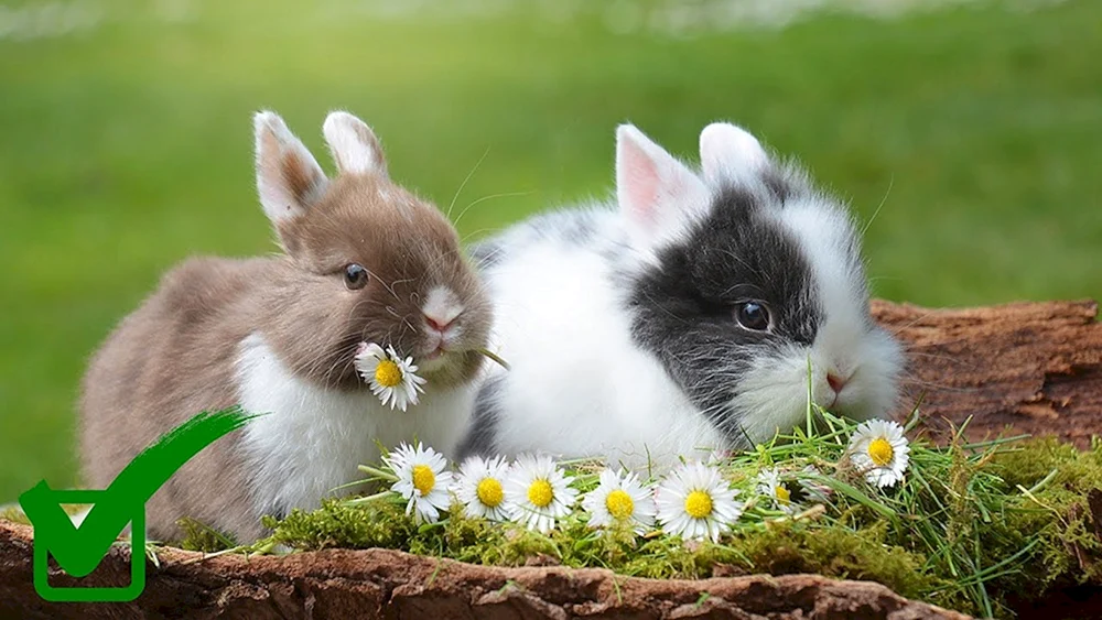 Tiere im Wald