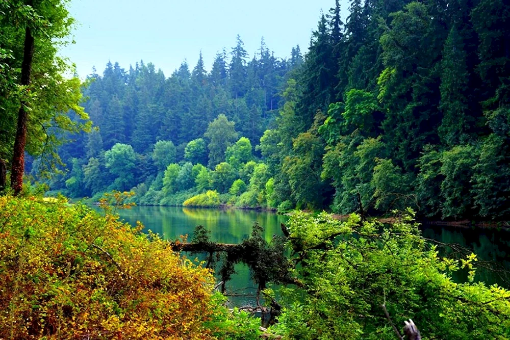 Schöner Wald