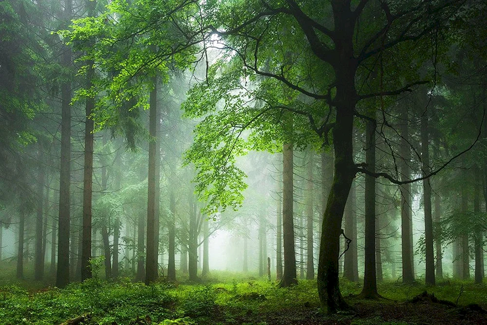 Naturwald
