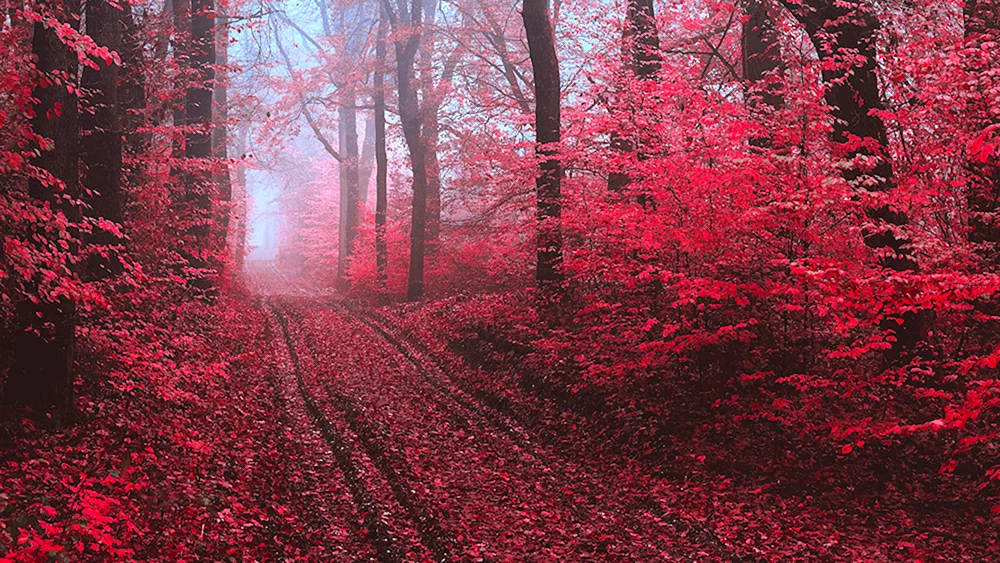 Hintergrund auf iPhone