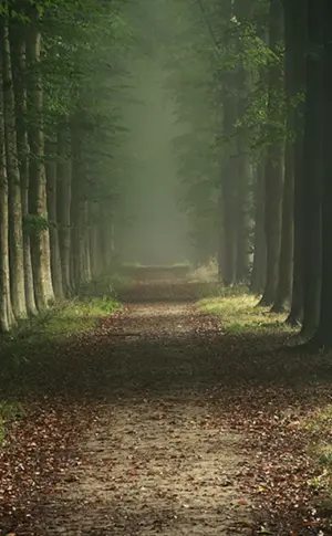 Schöner Wald