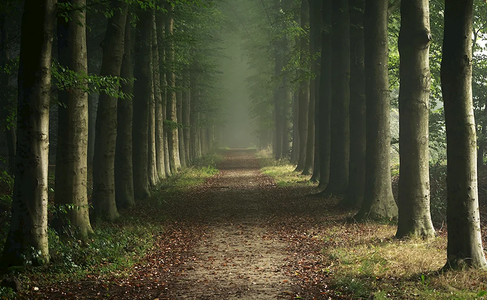 Schöner Wald