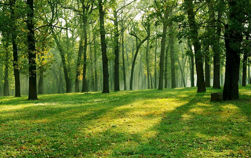 Schöner Wald