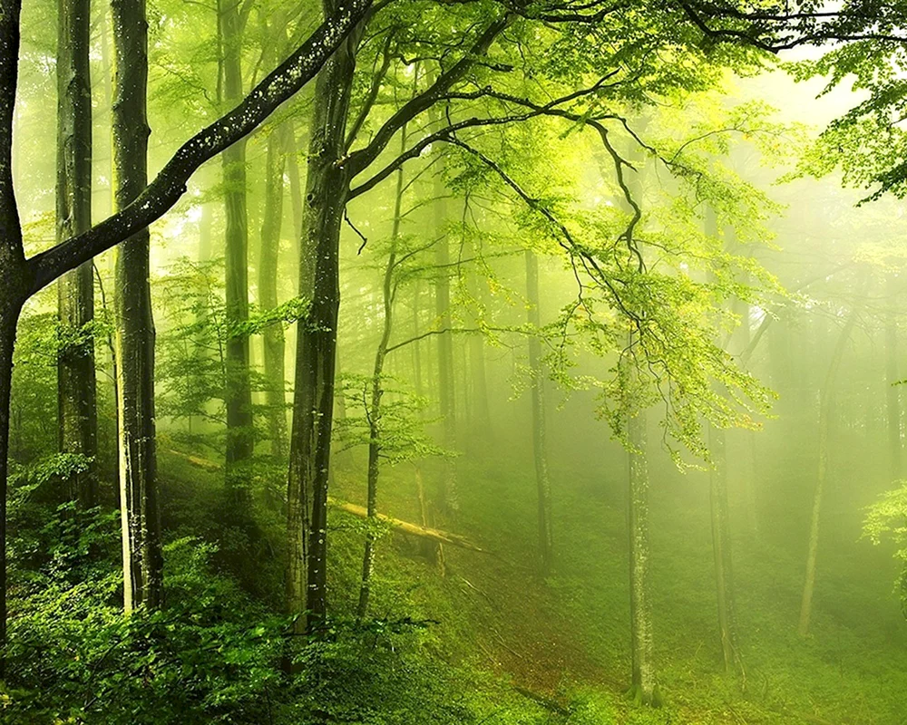 Schöner Wald