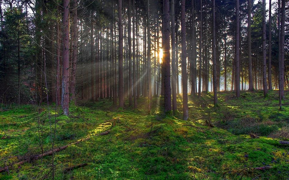 Schöner Wald