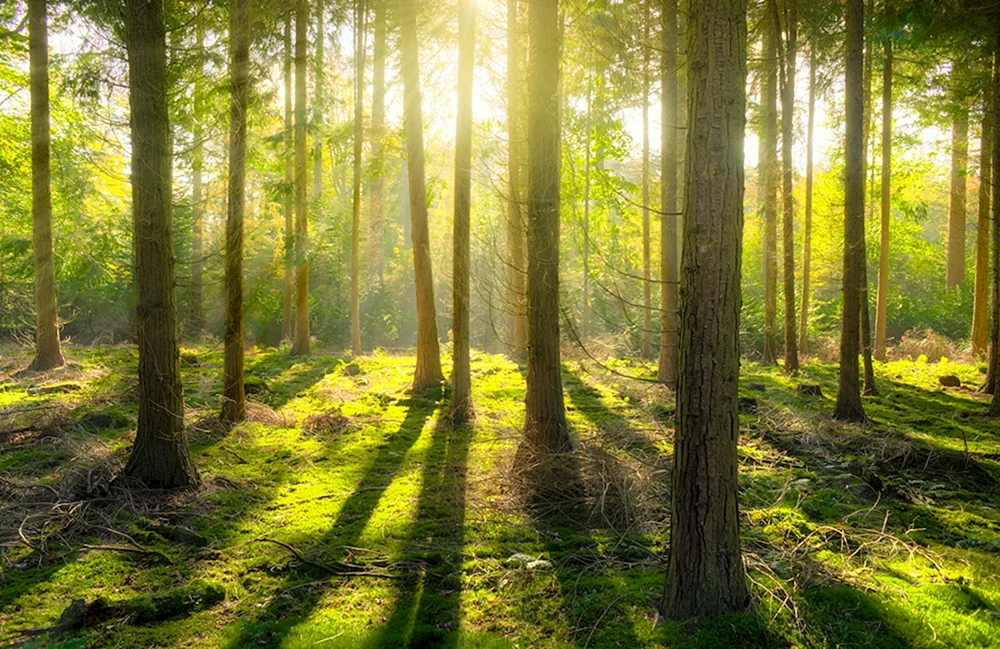 Schöner Wald