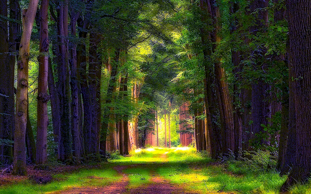 Schöner Wald. Wald