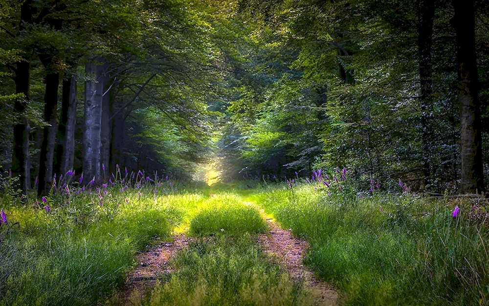 Natur