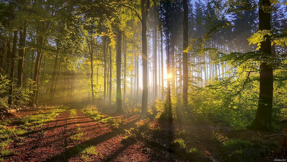 Schöner Wald