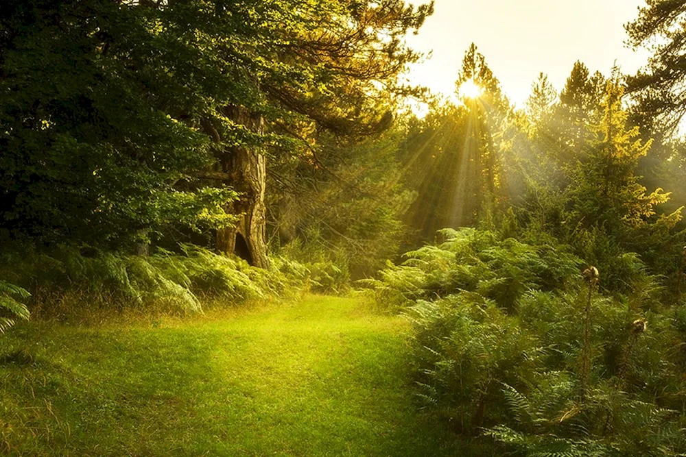 Schöner Wald