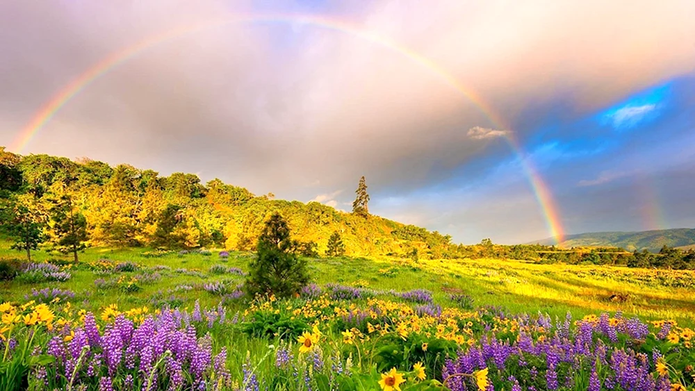 Regenbogen
