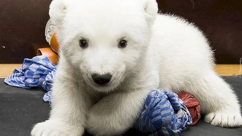 Süßer Babybär