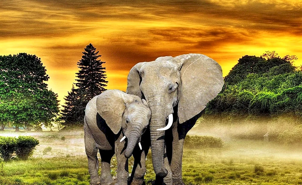Afrikanischer Elefant