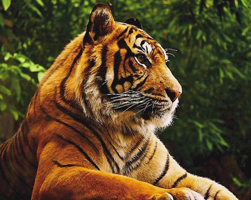 Schöner Tiger