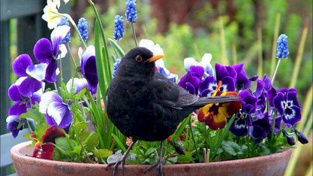 Schöne Vögel