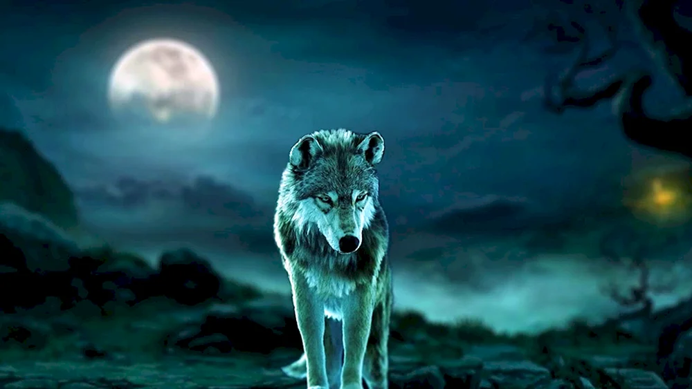 Schwarzer Wolf