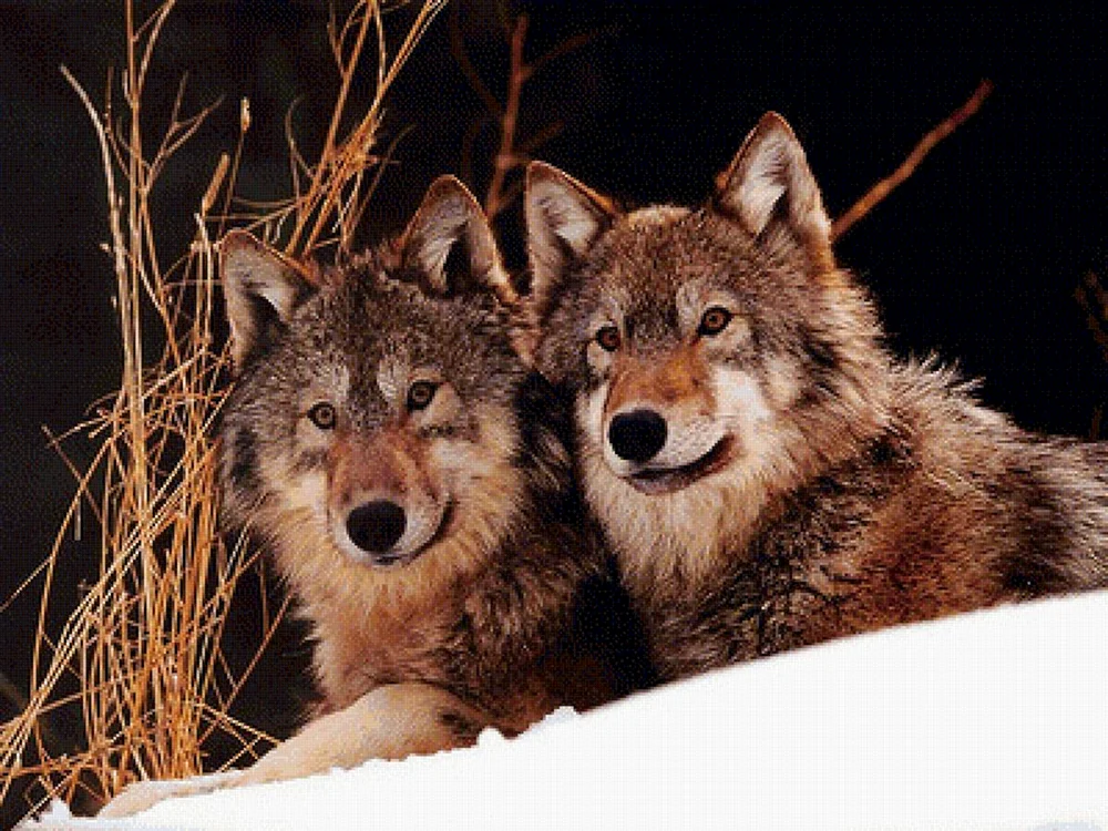 Wolf und Wölfin
