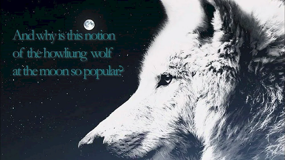 Schöner Wolf
