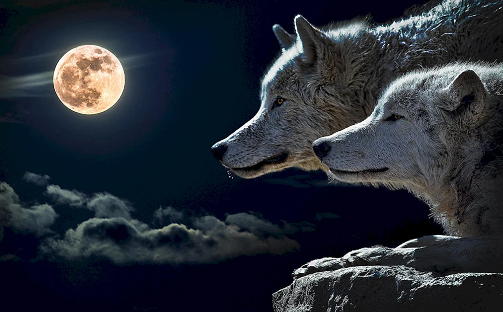 Schöner Wolf