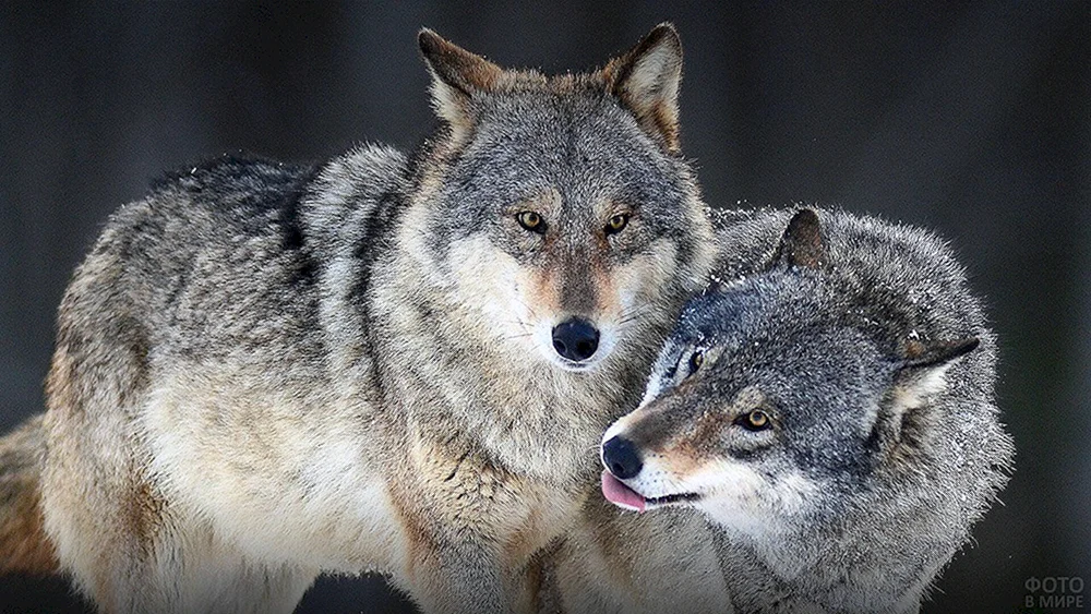 Schöner Wolf