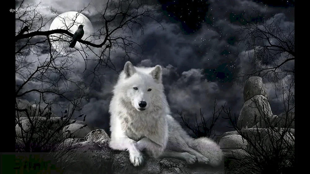 Wolf und Wölfin