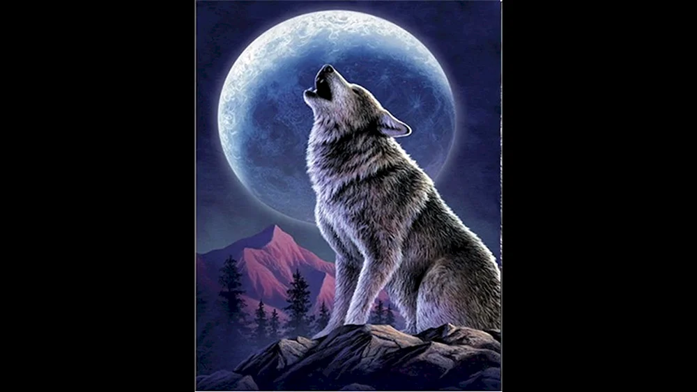 Wolf canis Lupus