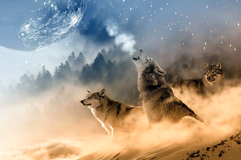 Schwarze Wölfin und schwarzer Wolf