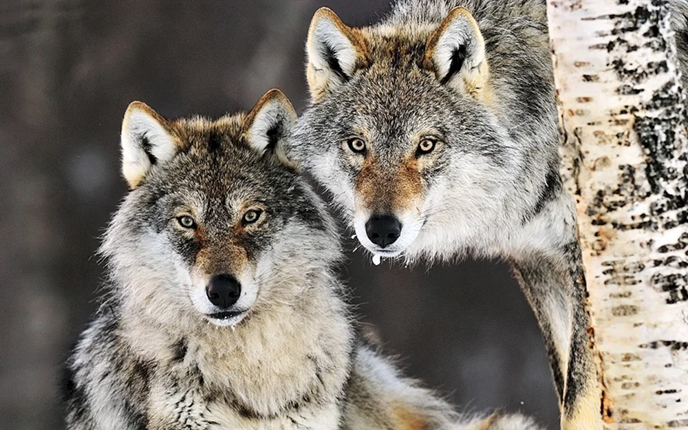 Schöner Wolf