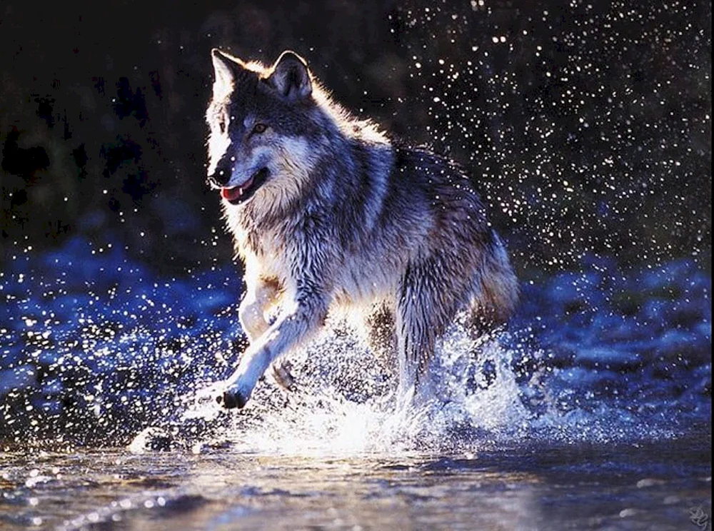 Schöner Wolf